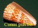 Conus pulcher, Lightfoot 1776