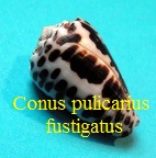 Conus pulicarius f. fustigatus, Hwass in Bruguière 1792 (RKK42) Punc