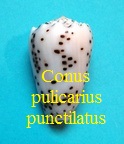 Conus pulicarius f. punctulatus, Roeding 1798
