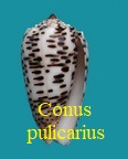 Conus pulicarius
