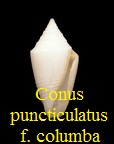 Conus puncticulatus f. columba, Hwass in Bruguière 1792
