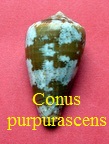 Conus purpurascens, Broderip 1833