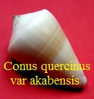 Conus quercinus akabensis, GB Sowerby III 1887 