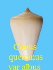 Conus quercinus blanc
