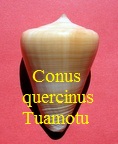 Conus quercinus, Solander in Lightfoot 1786 (RKK 56)cleo