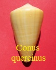 Conus quercinus, Solander in Lightfoot 1786