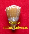 Conus rattus taitensis, Hwass in Bruguière 1792