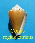 Conus regius var. citrinus, Gmelin 1791