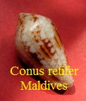 Conus retifer maldives