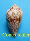 Conus retifer, Menke 1829 
