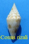 Conus rizali, Olivera & Biggs 2010