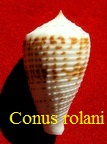 Conus (Asprella) rolani, Roeckel 1986 (RKK 211)