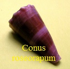 Conus roseorapum, Raybaudi & da Motta 1990