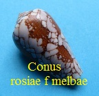  Conus rosiae f melbae, Lauer 1989