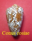 Conus rosiae, Monnier, Batifoix & Limpalaer 2018