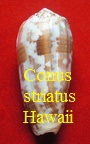 Conus striatus, L. 1758 (RKK 200) Pion.