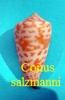 Conus salzmanni, Raybaudi, Massilia & Rolan 1997