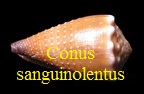 Conus sanguinolentus, Quoy & Gaimard 1834
