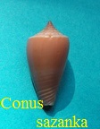 Conus sazanka, Shikama 1970