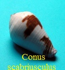 Conus scabriusculus, Dillwyn 1817