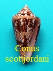Conus scottjordani, Poppe, Monnier & Tagaro 2012