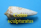 Conus sculpturatus, Röckel & da Motta 1986 (RKK209) Phas