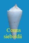 Conus seiboldii, Reeve 1848
