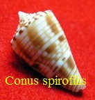 Conus spirofilis, Habe & Kosuge 1970 (RKK 242)