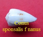 Conus sponsalis f nanus, Sowerby II 1833 (RKK 25) Harm.