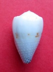 Conus sponsalis f nanus, Sowerby II 1833 (RKK 25) Harm