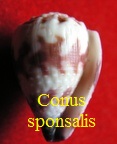 Conus sponsalis, Hwass in Bruguière 1792 (RKK 25)