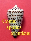 Conus spurius atlanticus, Clench 1942 
