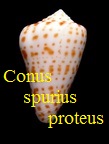 Conus spurius proteus, Hwass in Bruguière 1792