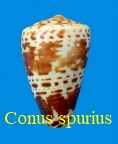 Conus spurius