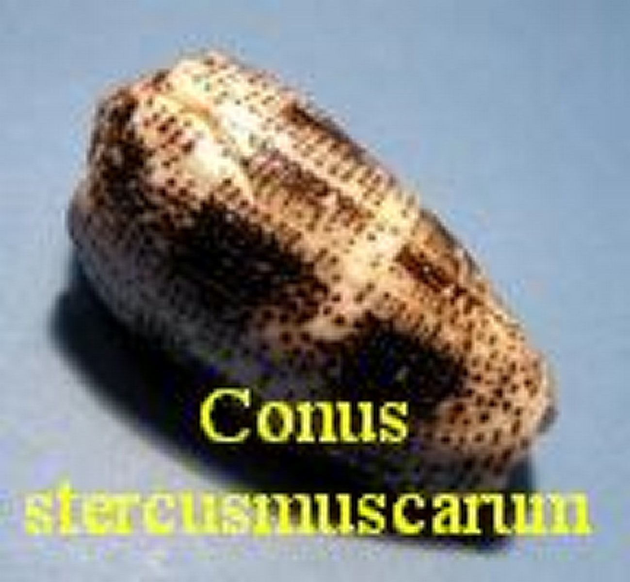 Conus stercusmuscarum, Linné 1758 RKK43