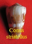 Conus striatellus, Link 1807 (RKK 85)rhi