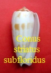 Conus striatus f. subfloridus, da Motta 1985