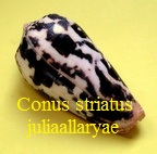 Conus striatus juliaallaryae, Cossignani 2013