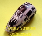 Conus striatus oahuensis, Tucker, Tenorio & Chaney 2011