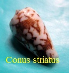 Conus striatus, L. 1758 (RKK 200)