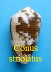 Conus striolatus, Kiener 1845 (RKK 61)che