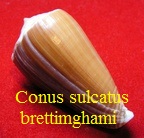 Conus sulcatus f. brettinghami, Coomans, Moolenbeek & Wils 1982