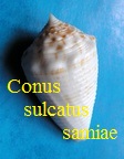 Conus sulcatus f. samiae, da Motta 1982
