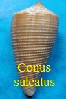 Conus sulcatus, Hwass in Bruguière 1792 (RKK 210)as