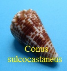 Conus sulcocastaneus, Kosuge 1981 (RKK 213) Aspr