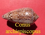 Conus archiepiscopus, Hwass in Bruguiere 1792
