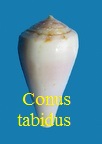 Conus tabidus, Reeve 1844
