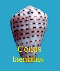Conus taeniatus, Hwass 1792