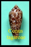 Conus tagaroae (Cylinder), Limpalaër & Monnier 2013