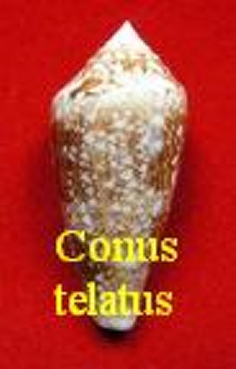 Conus telatus, Reeve 1848 (RKK 304)cyl